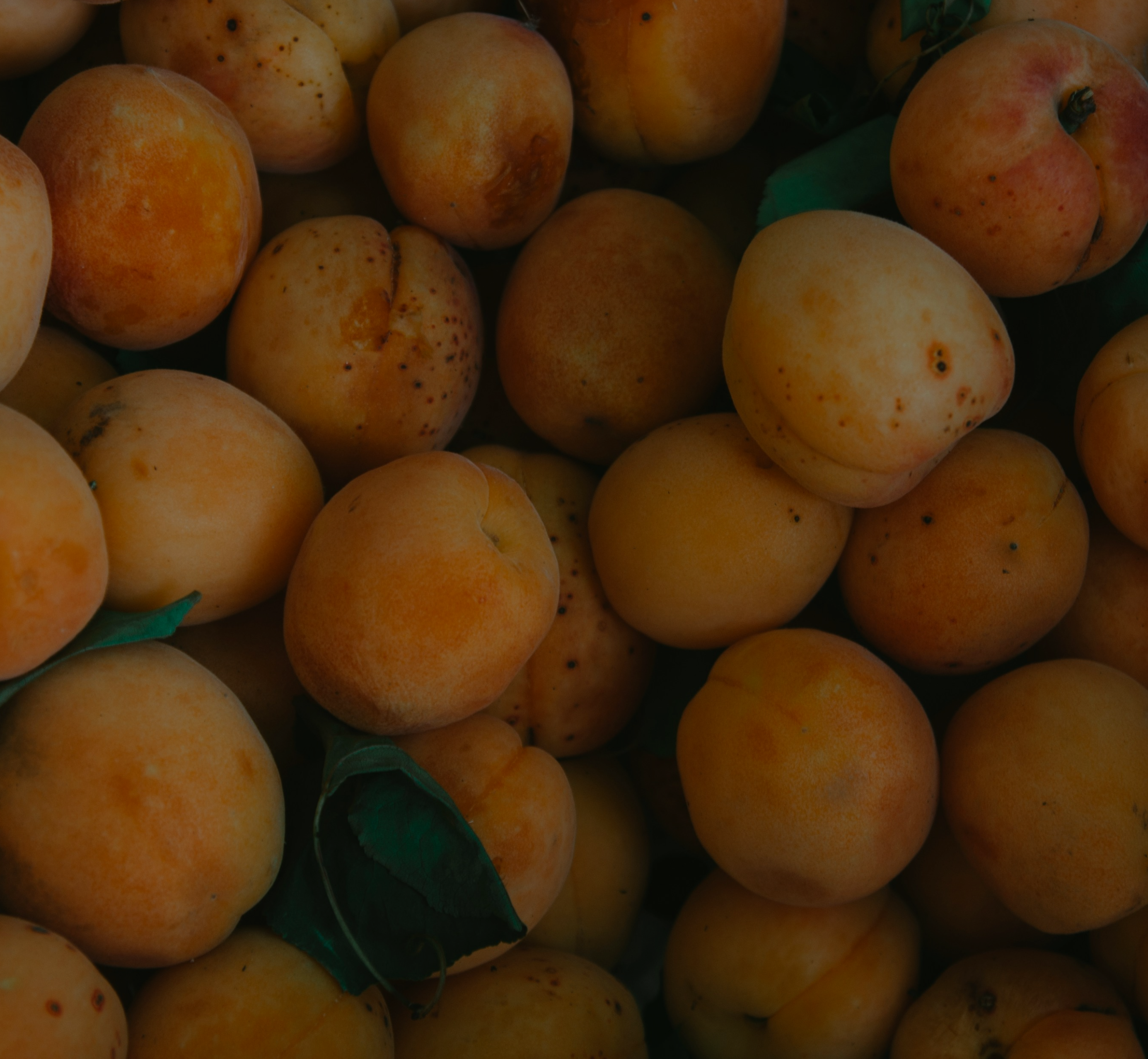 Component 2.png__PID:44922a50-cee0-4d26-83cd-5477688043ad